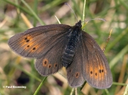 Mountain-Ringlet-butterfly-Erebia-epiphron-D5321