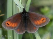 Mountain-Ringlet-butterfly-Erebia-epiphron-D8101