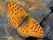 Niobe-Fritillary-butterfly-Argynnis-niobe-spain-8445