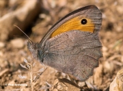 Oriental-Meadow-Brown-butterfly-Hyponephele-lupina-0941