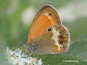 Pearly Heath butterfly (Coenonympha arcania) Son, Lleida, Spain - photo © Paul Browning