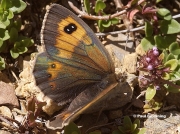 Pyrenean-Brassy-Ringlet-butterfly-Erebia-rondoui-D5349