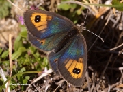 Pyrenean-Brassy-Ringlet-butterfly-Erebia-rondoui-D5361