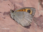 Pyrenean-Brassy-Ringlet-butterfly-Erebia-rondoui-D9824