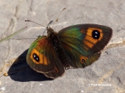 Pyrenean-Brassy-Ringlet-butterfly-Erebia-rondoui