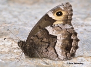 Rock-Grayling-butterfly-Hipparchia-alcyone-0447