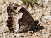 Rock-Grayling-butterfly-Hipparchia-alcyone-7175