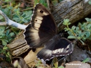 Rock-Grayling-butterfly-Hipparchia-alcyone-9003