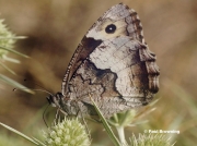 Rock-Grayling-butterfly-Hipparchia-alcyone-0454