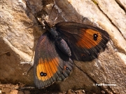 Silky-Ringlet-butterfly-Erebia-gorge-D3453