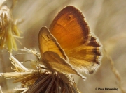 Small-Heath-butterfly-Coenonympha-pamphilus-294