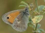 Small-Heath-butterfly-Coenonympha-pamphilus-0001-2