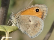 Small-Heath-butterfly-Coenonympha-pamphilus-0001