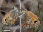 Small-Heath-butterflies-Coenonympha-pamphilus-003