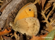 Small-Heath-butterfly-Coenonympha-pamphilus-0181