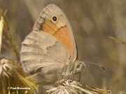 Small-Heath-butterfly-Coenonympha-pamphilus-0299