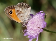 Southern Gatekeeper butterfly (Pyronia cecilia) recorded in Navarra, Spain - photo © Paul Browning