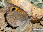 Spanish-Brassy-Ringlet-butterfly-Erebia-hispania-D1634