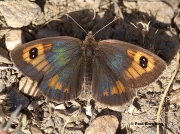 Spanish-Brassy-Ringlet-butterfly-Erebia-hispania-Spain-D2538
