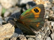 Spanish-Brassy-Ringlet-butterfly-Erebia-hispania-D2612