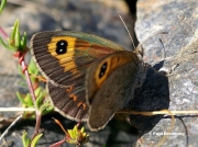 Spanish-Brassy-Ringlet-butterfly-Erebia-hispania-D2631