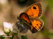 Spanish-Gatekeeper-butterfly-Pyronia-bathseba-17610