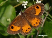 Spanish Gatekeeper butterfly (Pyronia bathseba)  recorded in Lleida Spain - photo © Paul Browning
