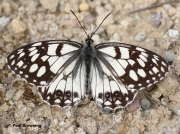 Spanish-Marbled-White-butterfly-Melanargia-ines-05619