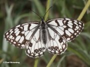 Spanish-Marbled-White-butterfly-Melanargia-ines-5622