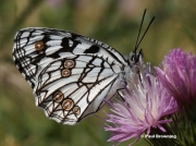 Spanish-Marbled-White-butterfly-Melanargia-ines5762