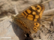 Speckled-Wood-butterfly-Pararge-aegeria-000