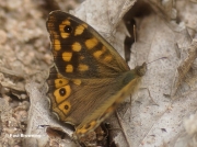 Speckled-Wood-butterfly-Pararge-aegeria-0760