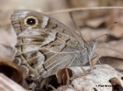 Striped-Grayling-butterfly-Psuedotergumia-fidia-0001