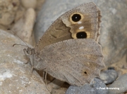 Tree-Grayling-butterfly-Niohipparchia-statilinus-0080
