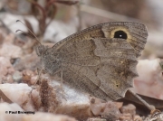 Tree-Grayling-butterfly-Niohipparchia-statilinus-0001