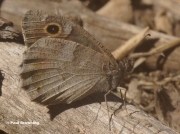 Tree-Grayling-butterfly-Niohipparchia-statilinus-168