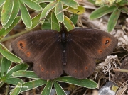 Water-Ringlet-butterfly-Erebia-pronoe-Spain-D0225