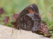 Water-Ringlet-butterfly-Erebia-pronoe-D1483
