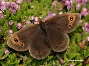 Water-Ringlet-butterfly-Erebia-pronoe-D2112
