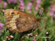 Water-Ringlet-butterfly-Erebia-pronoe-D2119