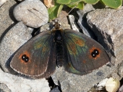 Western-Brassy-Ringlet-butterfly-Erebia-neleus-D1503
