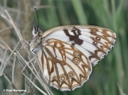 Western-Marbled-White-butterfly-Melanargia-occitanica-03402