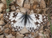 Western-Marbled-White-butterfly-Melanargia-occitanica-3340