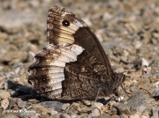 Woodland-Grayling-butterfly-Hipparchia-fagi-3064