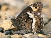 Woodland-Grayling-butterfly-Hipparchia-fagi-4764