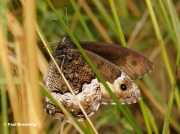Woodland-Grayling-butterfly-Hipparchia-fagi-5102