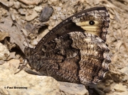 Woodland-Grayling-butterfly-Hipparchia-fagi-5498