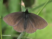 Yellow-spotted-Ringlet-butterfly-Erebia-manto-D3707