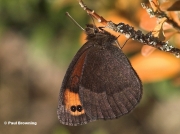 Zapaters-Ringlet-butterfly-Erebia zapateri-D6579
