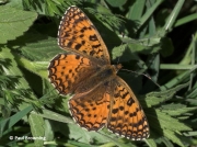 Aetherie-Fritillary-butterfly-Melitaea-aetherie-2742